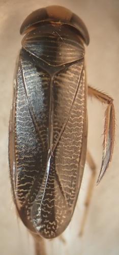 Hesperocorixa linnaei